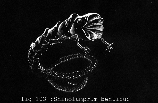 Shinolamprum_Benticus_net.jpg